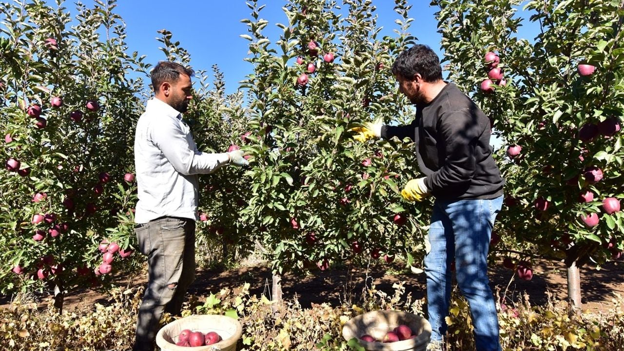 Devletten Destekle 200 Ton Elma Üretimi Gerçekleştirdi