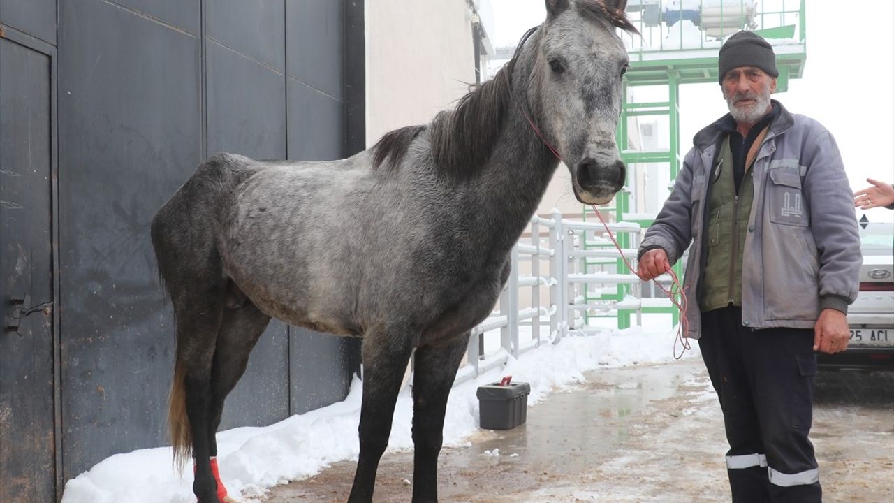 Erzurum'da Sokakta Bulunan Atın Durumu Açıklandı