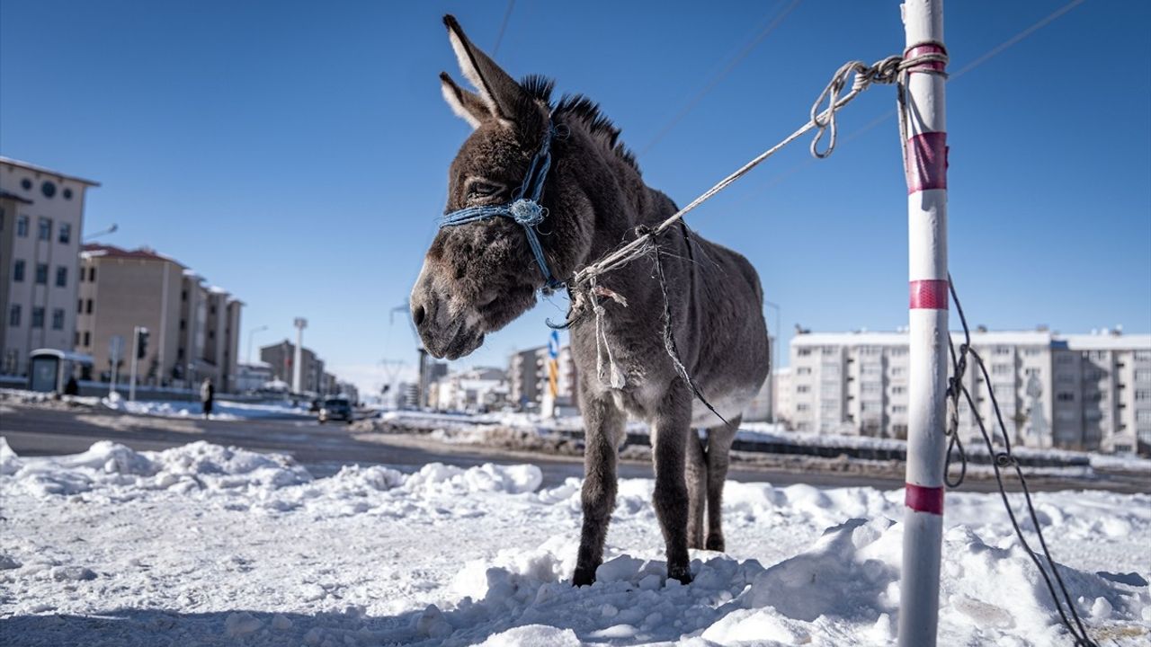 Erzurum'da Taksiciler Soğukta Baş başa Gezen Eşeği Kurtardı