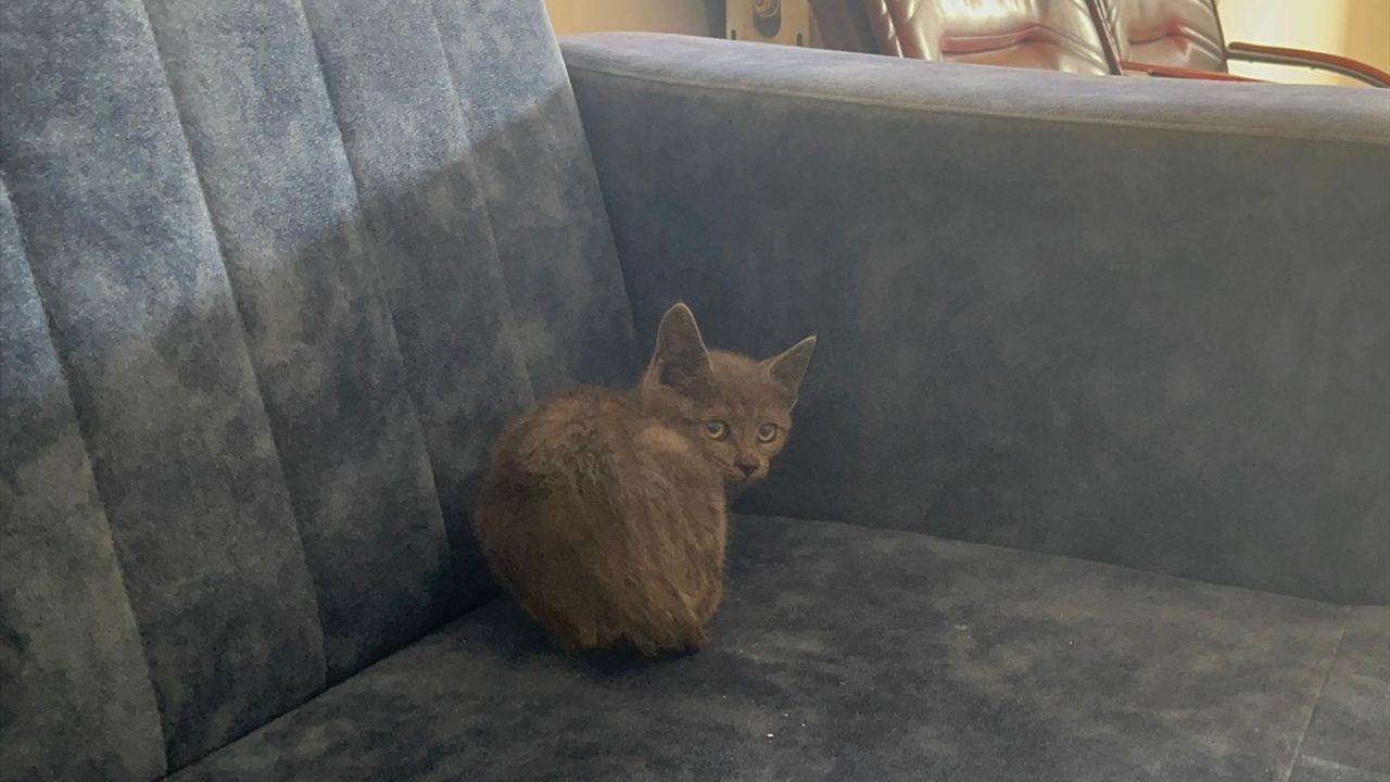 Erzurum'dan Çankırı'ya Ulaşan Kedi: Dadaş'ın 850 Kilometrelik Yolculuğu