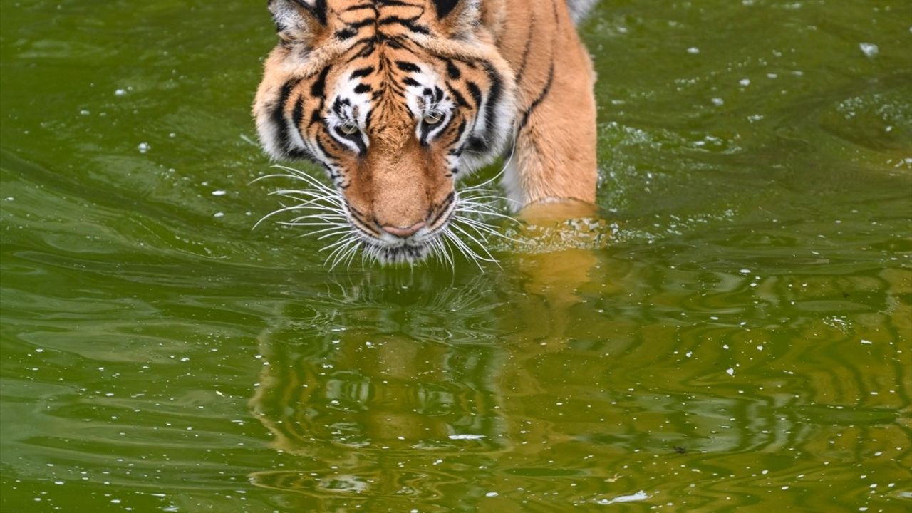 Gaziantep Doğal Yaşam Parkı, Ara Tatilde 175 Bin Ziyaretçiyi Ağırladı