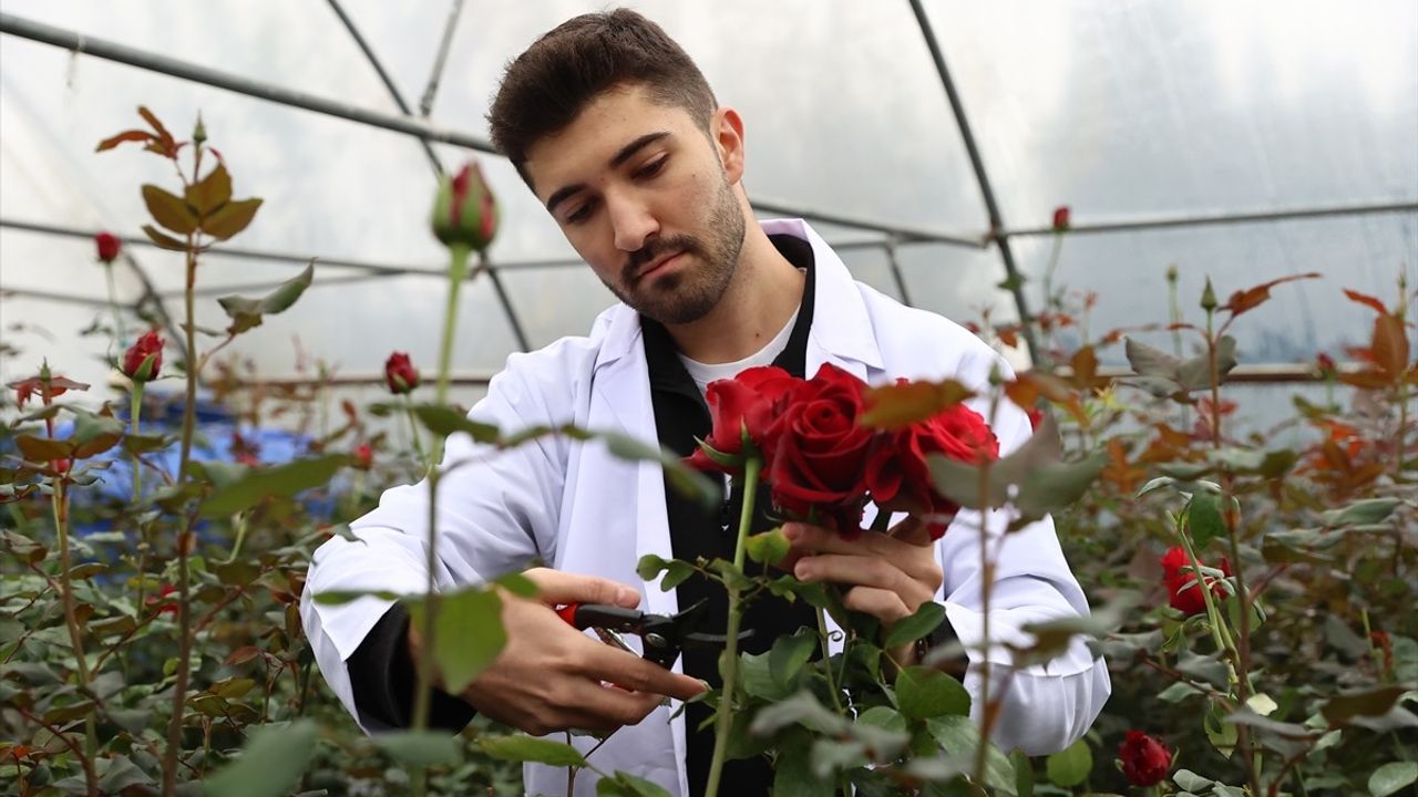 Hamsi Atıklarından Elde Edilen Biyogübre Gül Seralarında Kullanılıyor