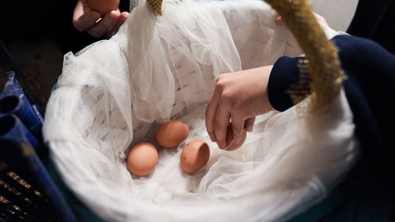 İntaş Kız Anadolu İmam Hatip Lisesi'nde Öğrenciler İçin Organik Bahçe Projesi