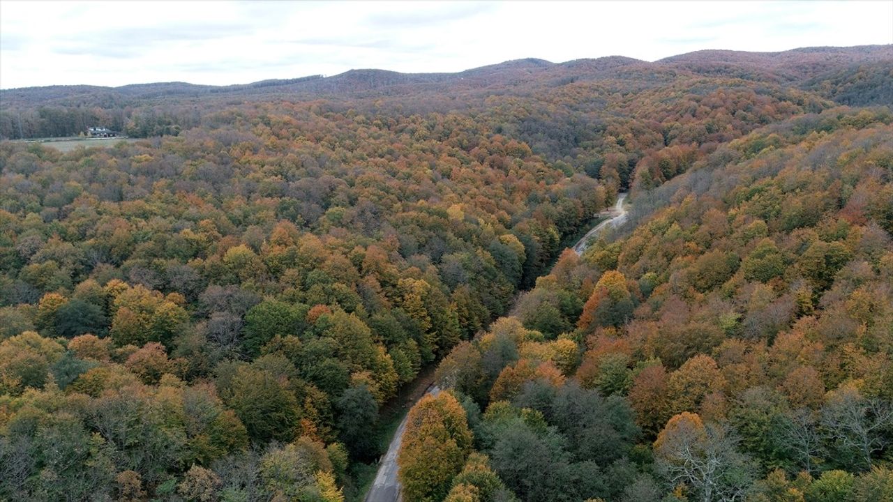 Istranca Ormanları'nda Sonbahar Renk Cümbüşü