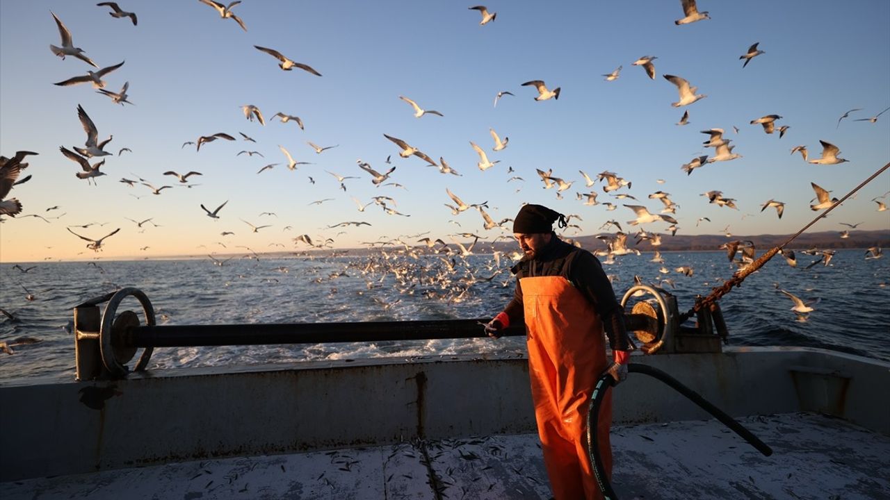 Kıyıköy Açıklarında Balıkçı Teknelerine Eşlik Eden Martıların Yiyecek Arayışı