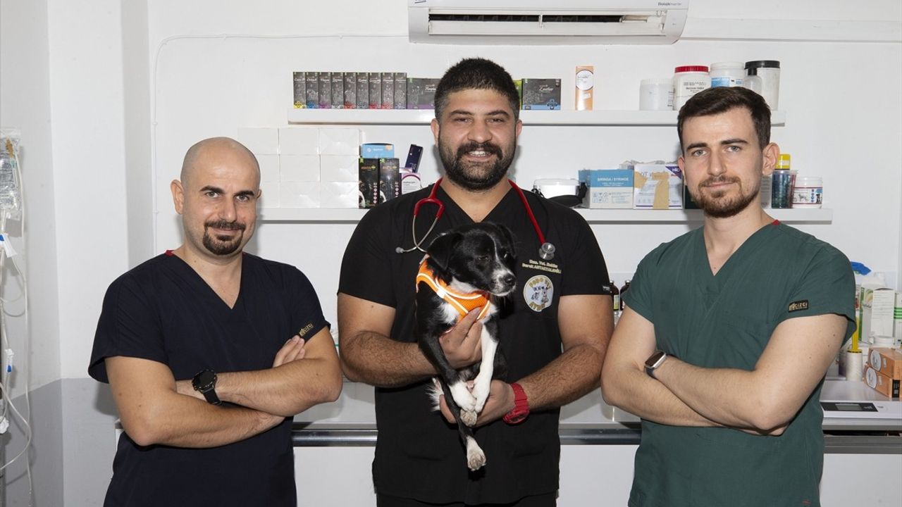 Kök Hücre Tedavisi ile Felçli Köpek Yürümeye Başladı