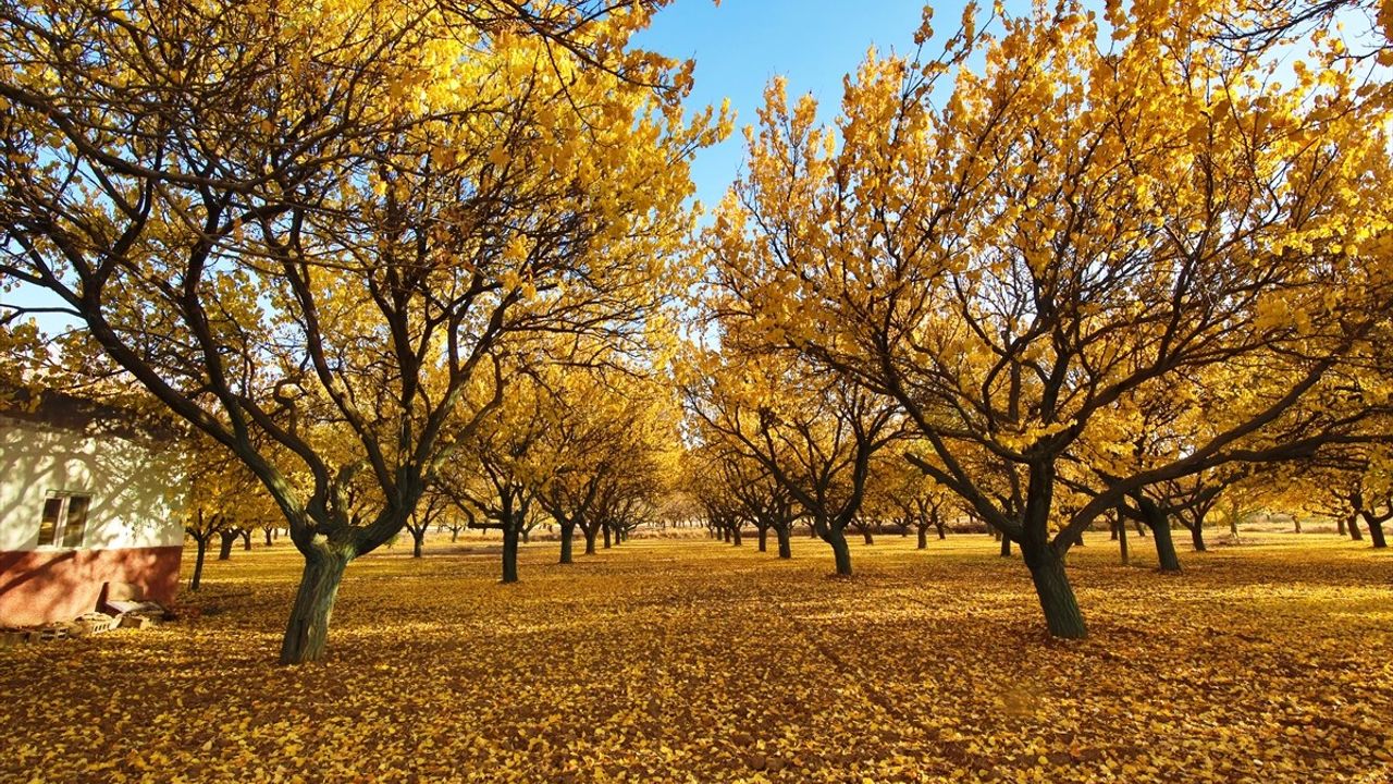 Malatya Ovası'nda Sonbahar Cümbüşü: Kayısı Ağaçları Sararıyor