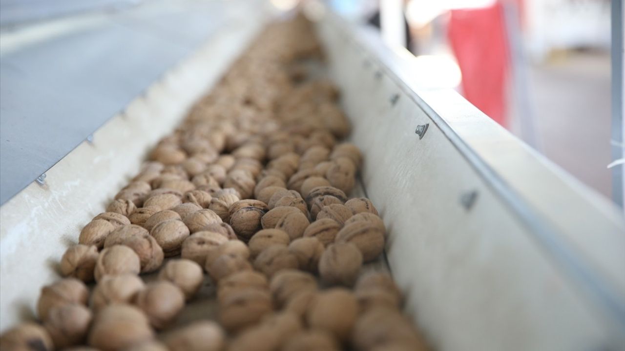 Maraş 18 Cevizi: 25 Ülkede Tercih Gördü