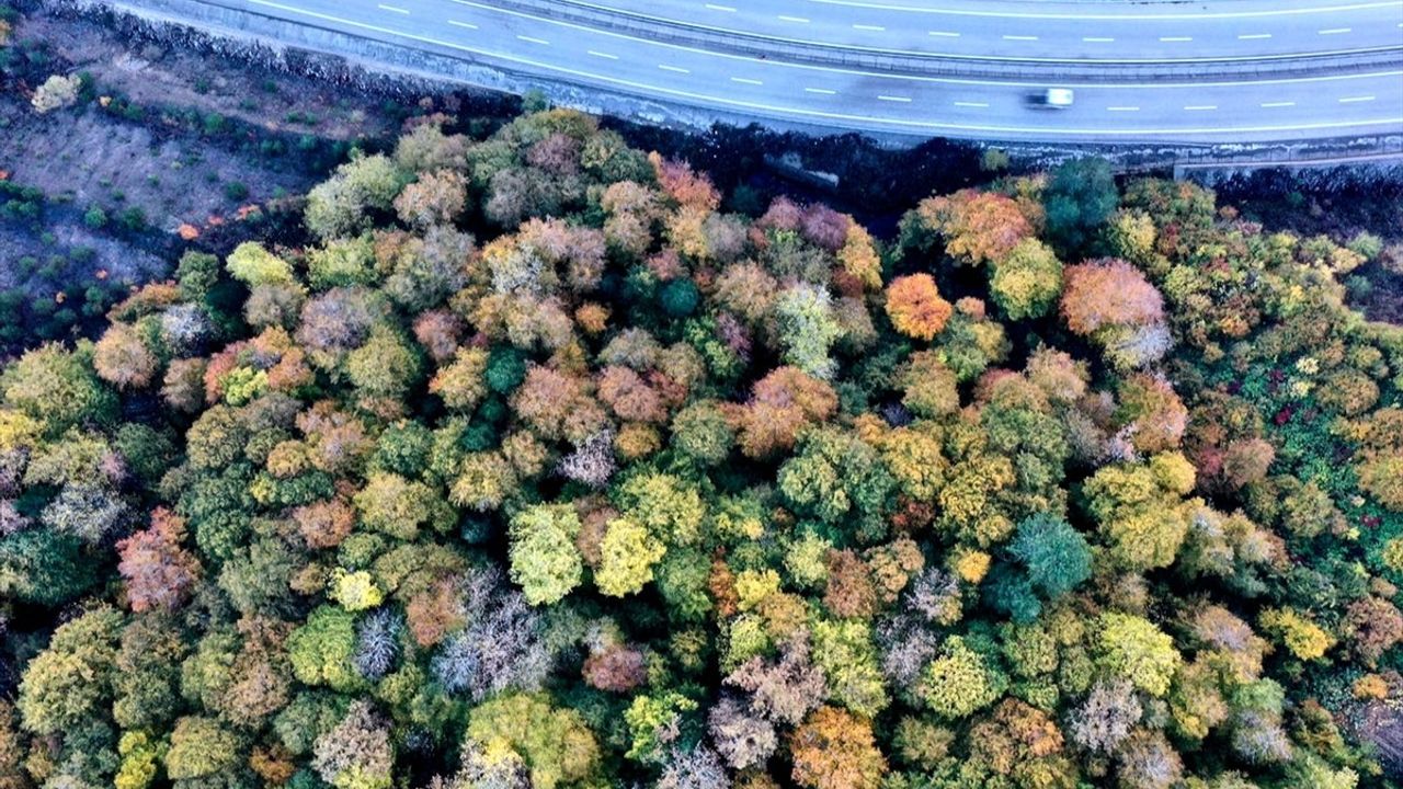 Mengen Ormanları Sonbaharın Renklerine Büründü