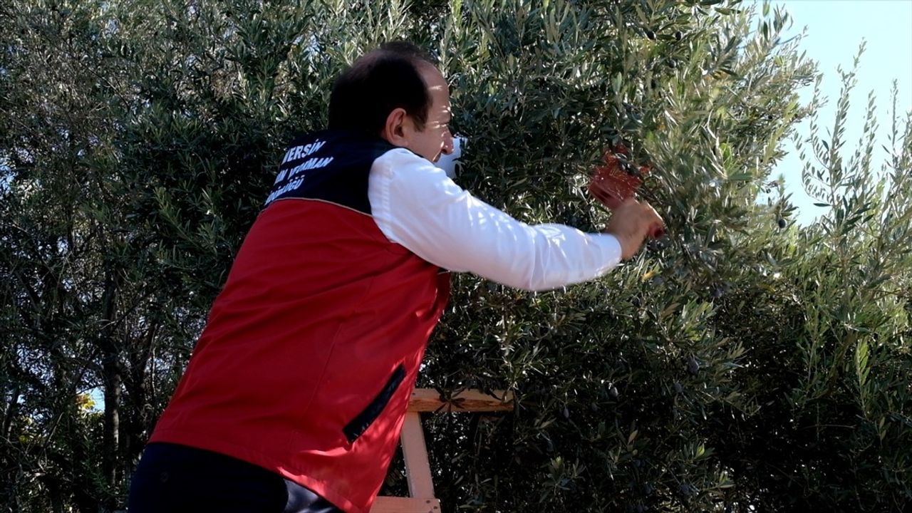 Mersin'deki 1300 Yıllık Anıt Ağaçta Zeytin Hasadı Yapıldı