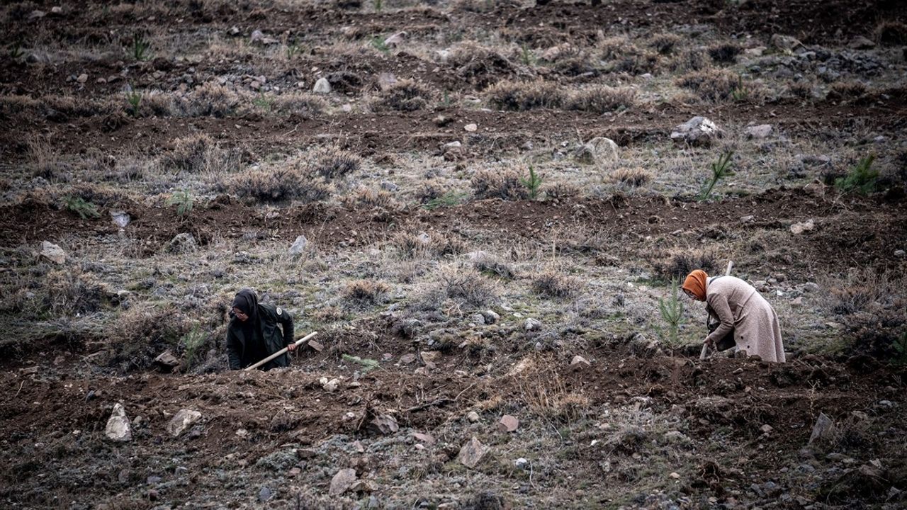 Milli Ağaçlandırma Günü'nde Doğu Anadolu'da Fidan Dikim Etkinlikleri Gerçekleştirildi