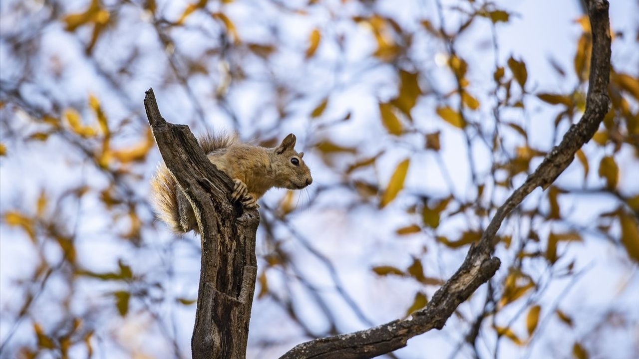 Munzur Vadisi'nin Sevimli Sakinleri: Kışa Hazırlanan Sincaplar