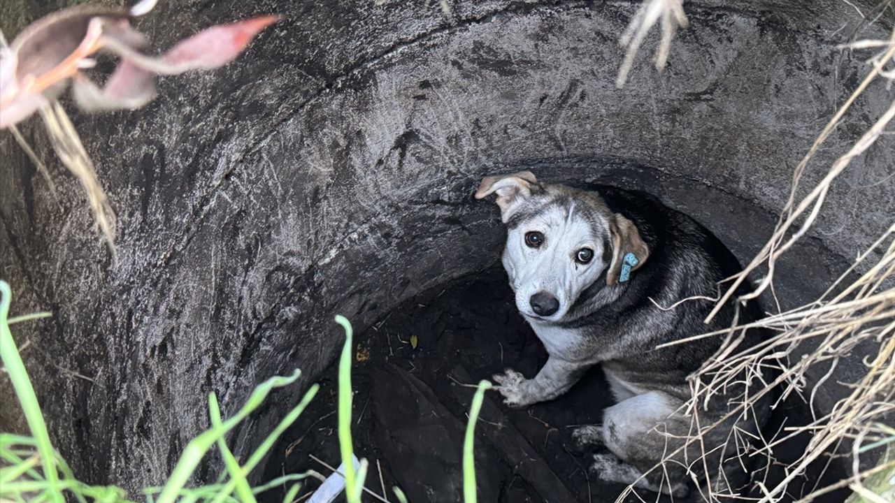 Sakarya'da Kuyuya Düşen Sahipsiz Köpek İtfaiye Ekiplerince Kurtarıldı