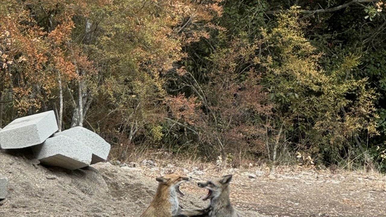 Termessos Antik Kenti'nde Tilki Sürprizi