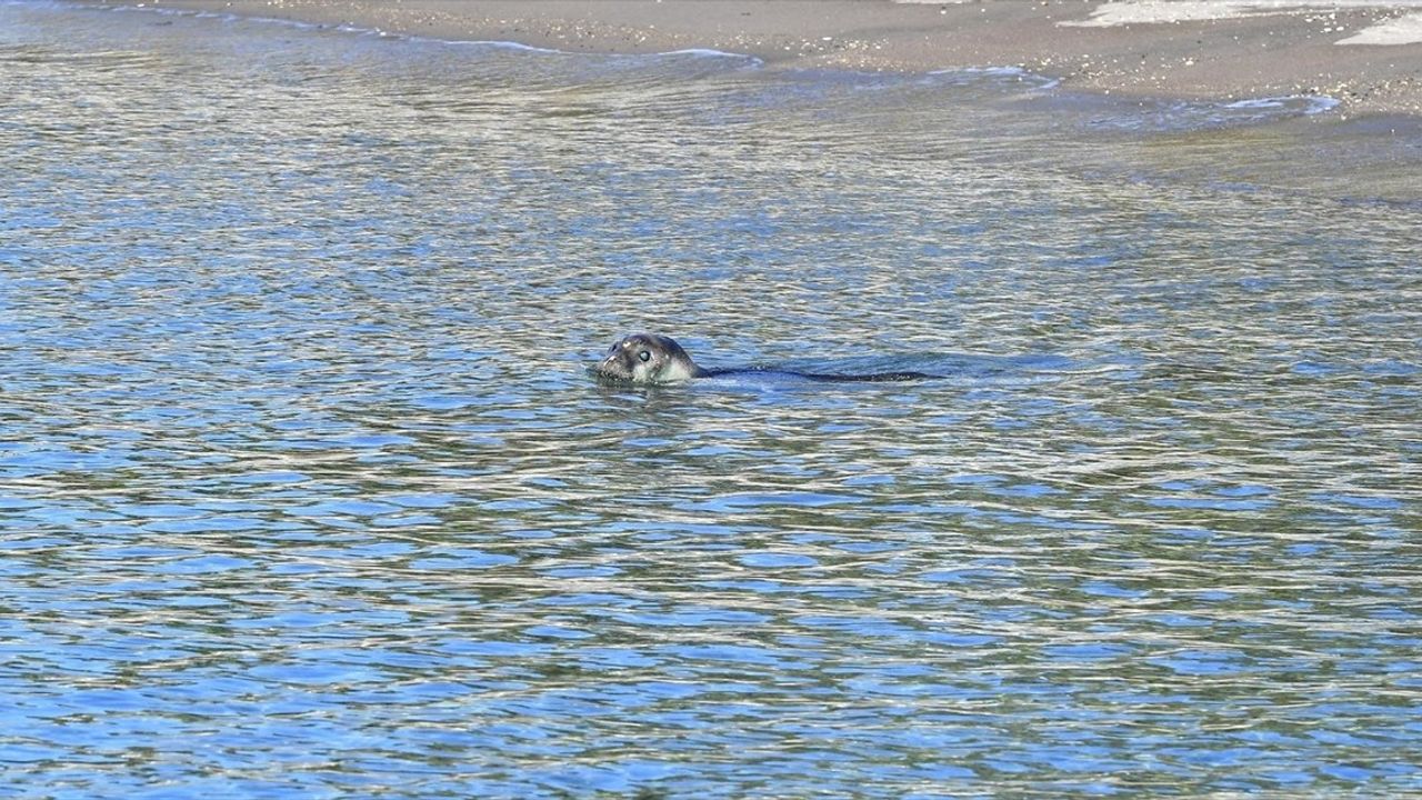 Yaralı Akdeniz Foku Zeytin, İzmir'de Tedavi Sonrası Denize geri Dönüyor