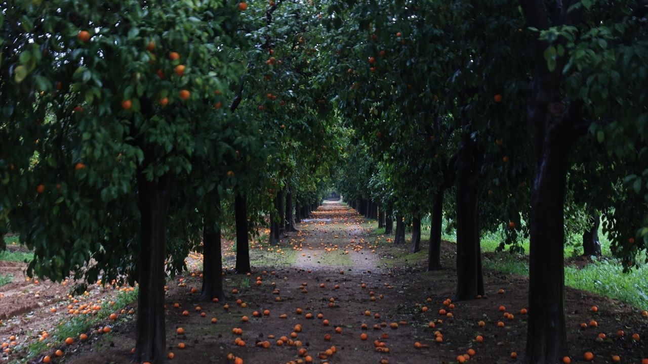 Antalya'daki 'Turunç Yolu' Fotoğrafçıların Yeni Gözdesi