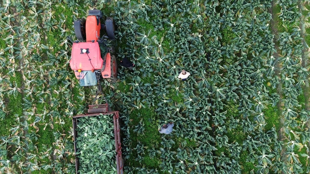 Bafra Ovası'nda Karnabahar Hasadı Devam Ediyor