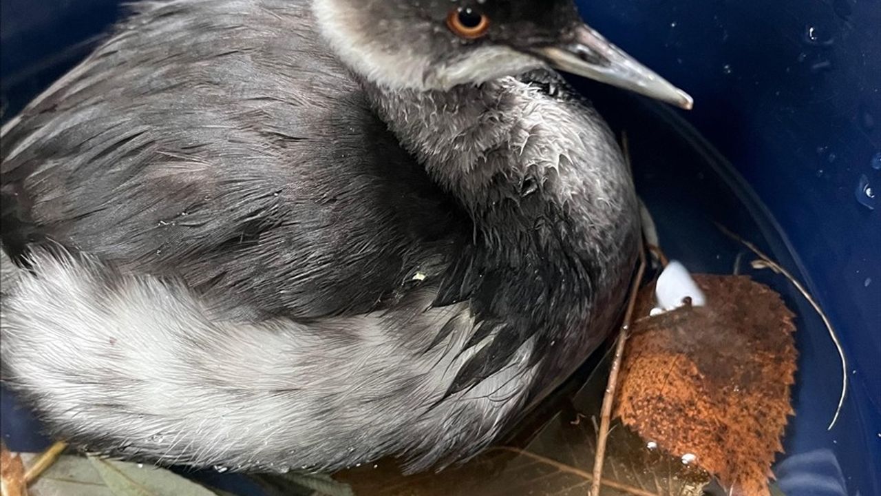 Erzurum'da Bulunan Batağan Yavrusu, Bakımının Ardından Doğaya Salındı