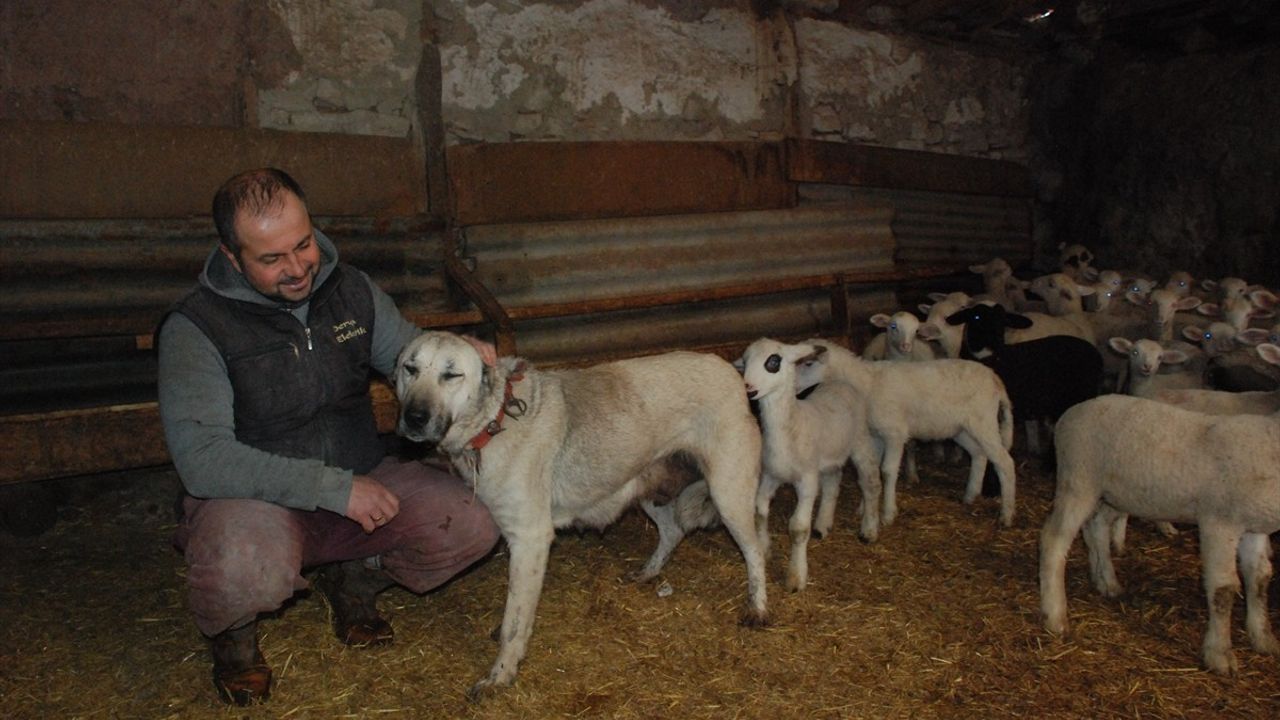 Eskişehir'de Çoban Köpeğinin Yavrulara Anneliği: 6 Kuzuyu Besliyor