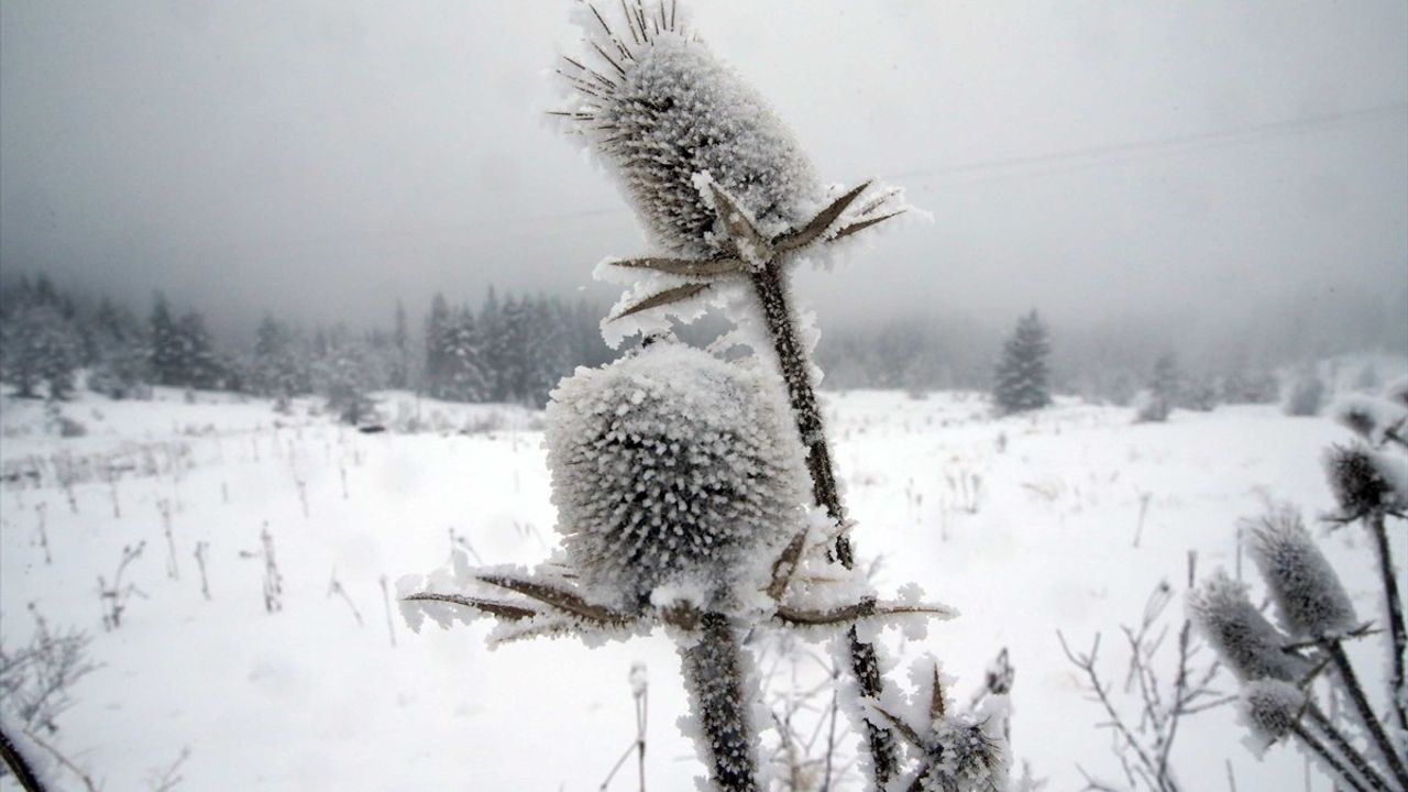 Ilgaz Dağı'nda Kar ve Sis Etkisi: Kış Manzaraları Göz Kamaştırıyor