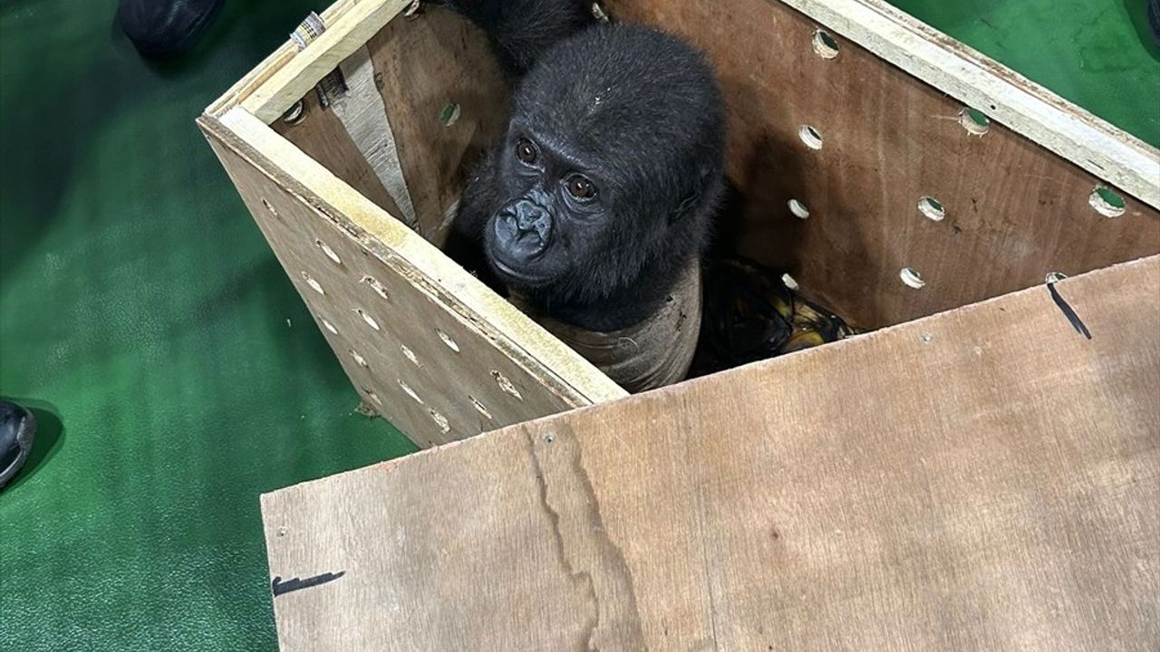 İstanbul Havalimanı'nda Nesli Tükenmekte Olan Goril Yavrusu Ele Geçirildi