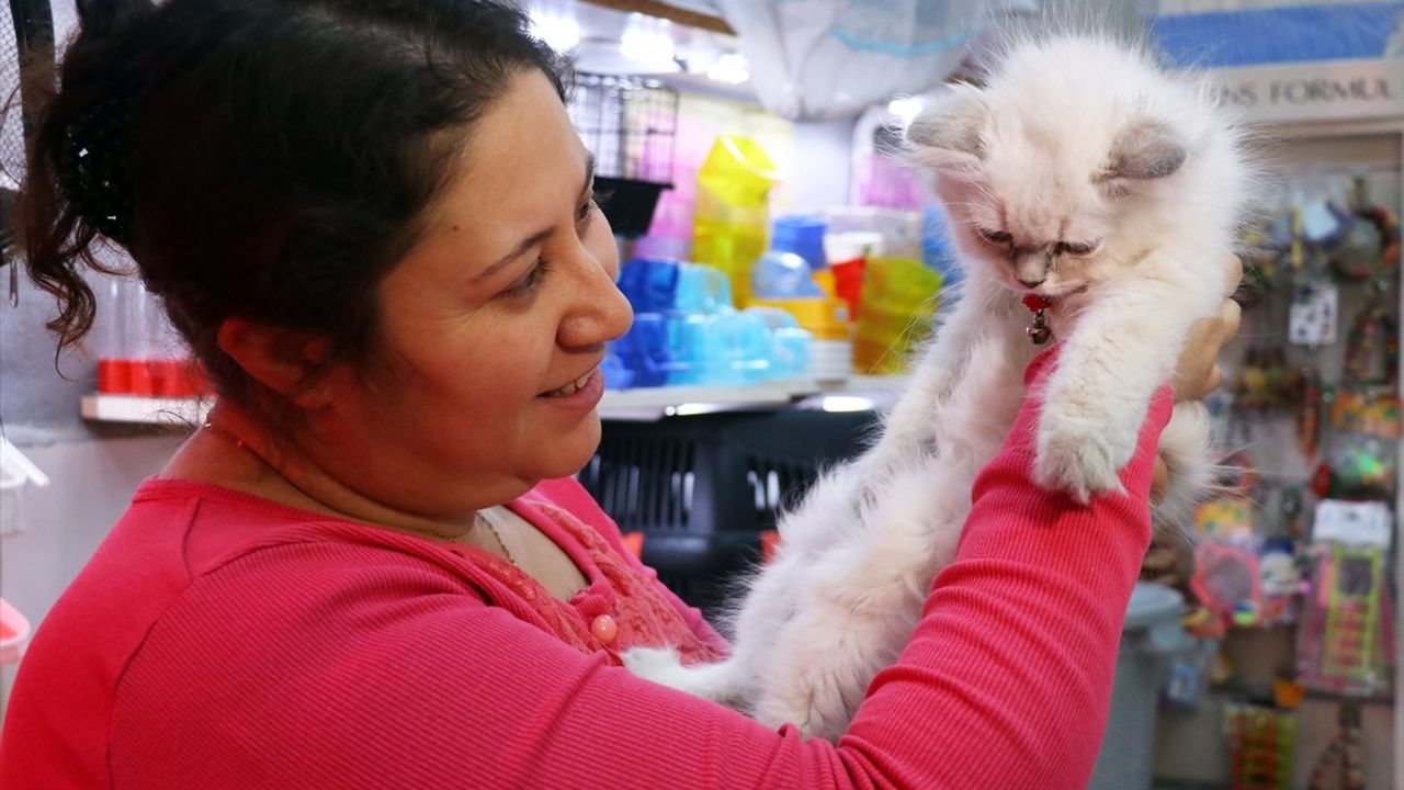 İzmir'de Çalınan Kedi, Sosyal Medya Yayımlarıyla Sahibine Teslim Edildi