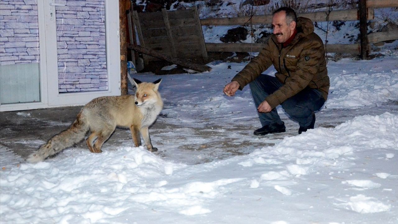 Kars'ta Mahalleli 'Kar Güzeli' Adını Verdikleri Kızıl Tilkiyi Besliyor