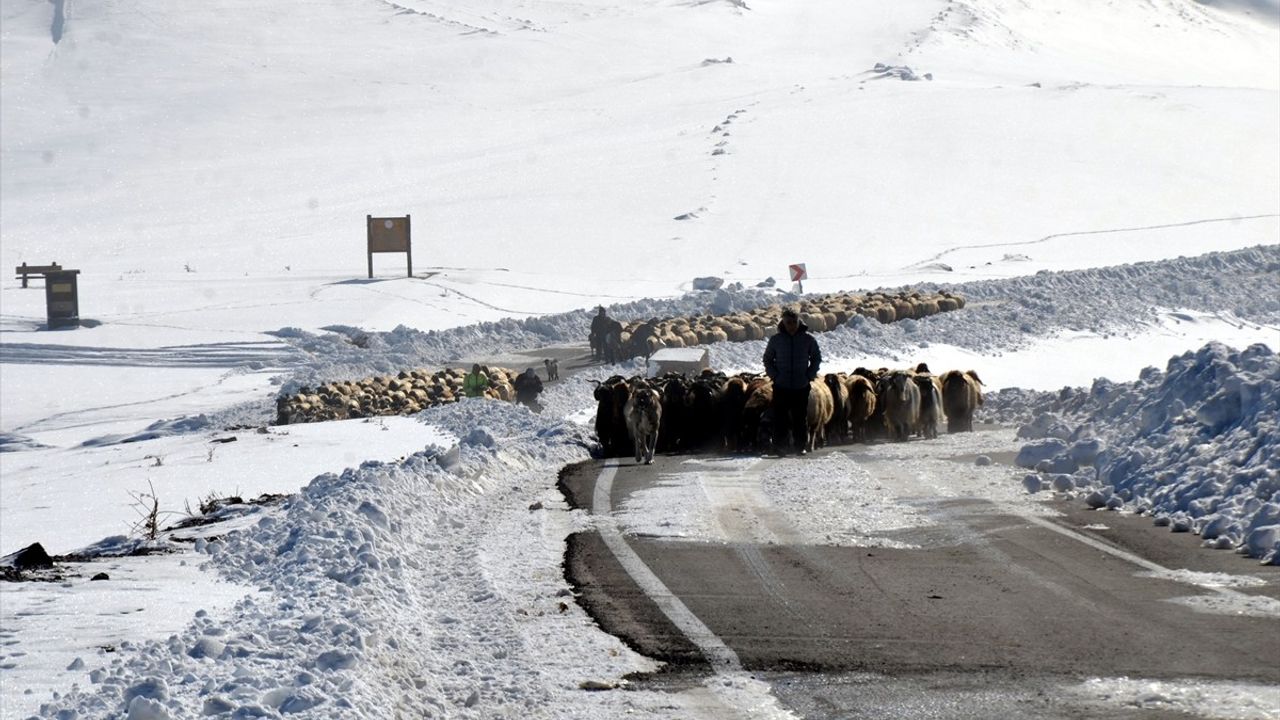 Muş'ta Sürüleriyle Mahsur Kalan Besiciler Kurtarıldı