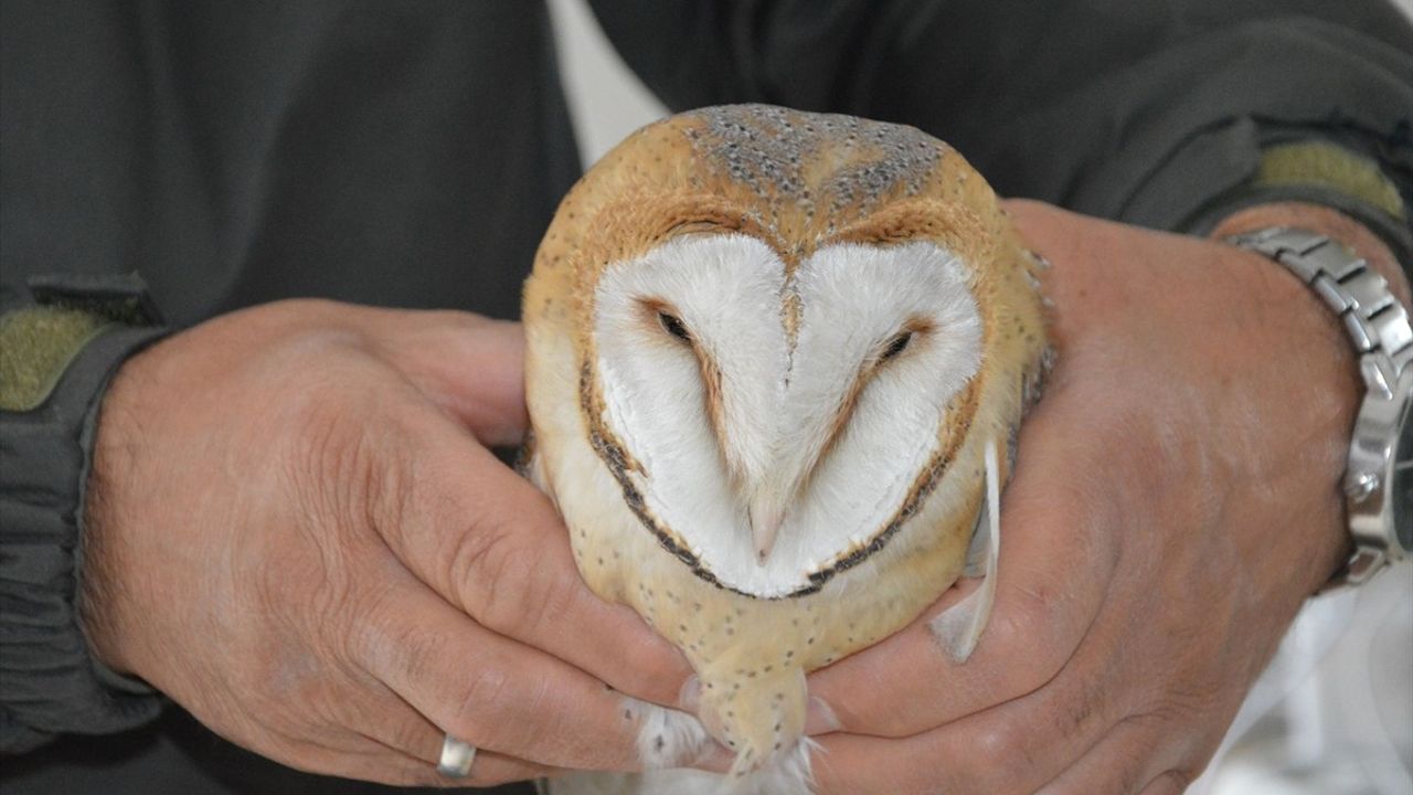 Samsun'da Yaralı Peçeli Baykuş Tedavi Altına Alındı