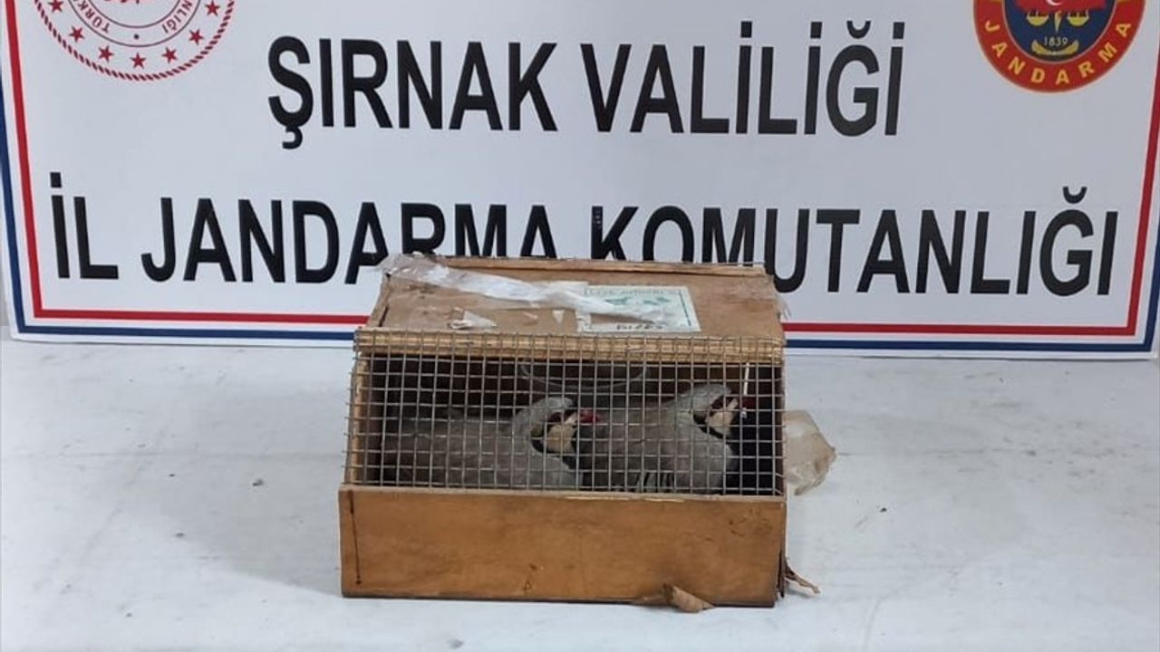 Şırnak'ta Yasa Dışı Keklik Ticareti: İki Kişiye Ceza Uygulandı