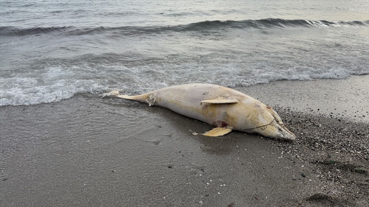 Tekirdağ Kıyısında Ölü Yunus Bulundu