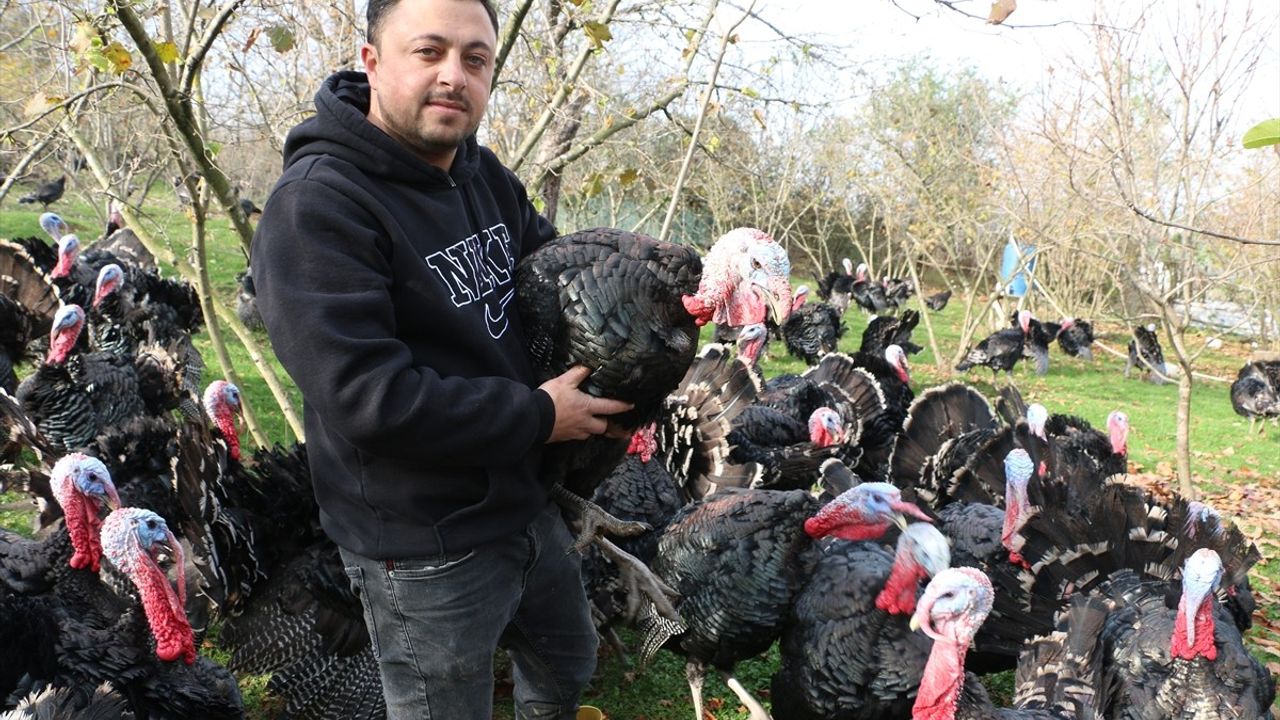 Yılbaşı İçin Hazırlanan Hindiler: Bolu, Kandıra ve Eflani'deki Yetiştiricilerin Çabaları