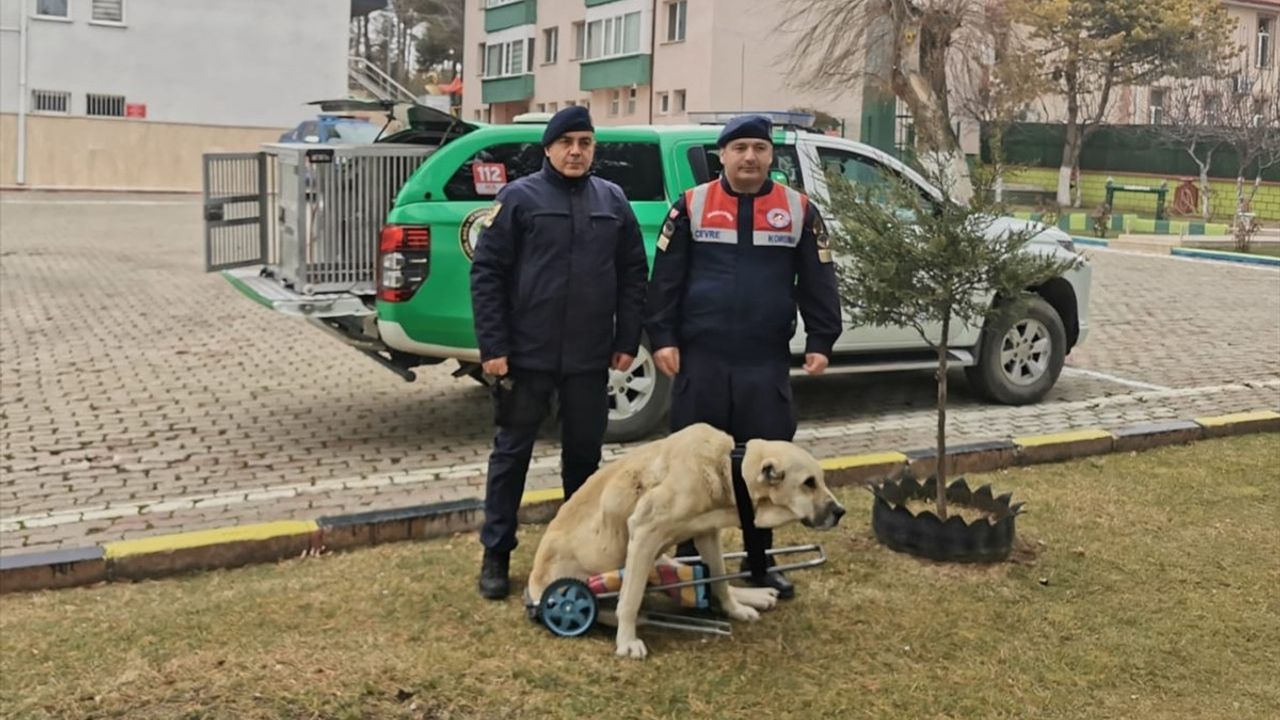 Yozgat'ta Jandarma Komutanından Yürüyemeyen Köpeğe Yürütücü Destek