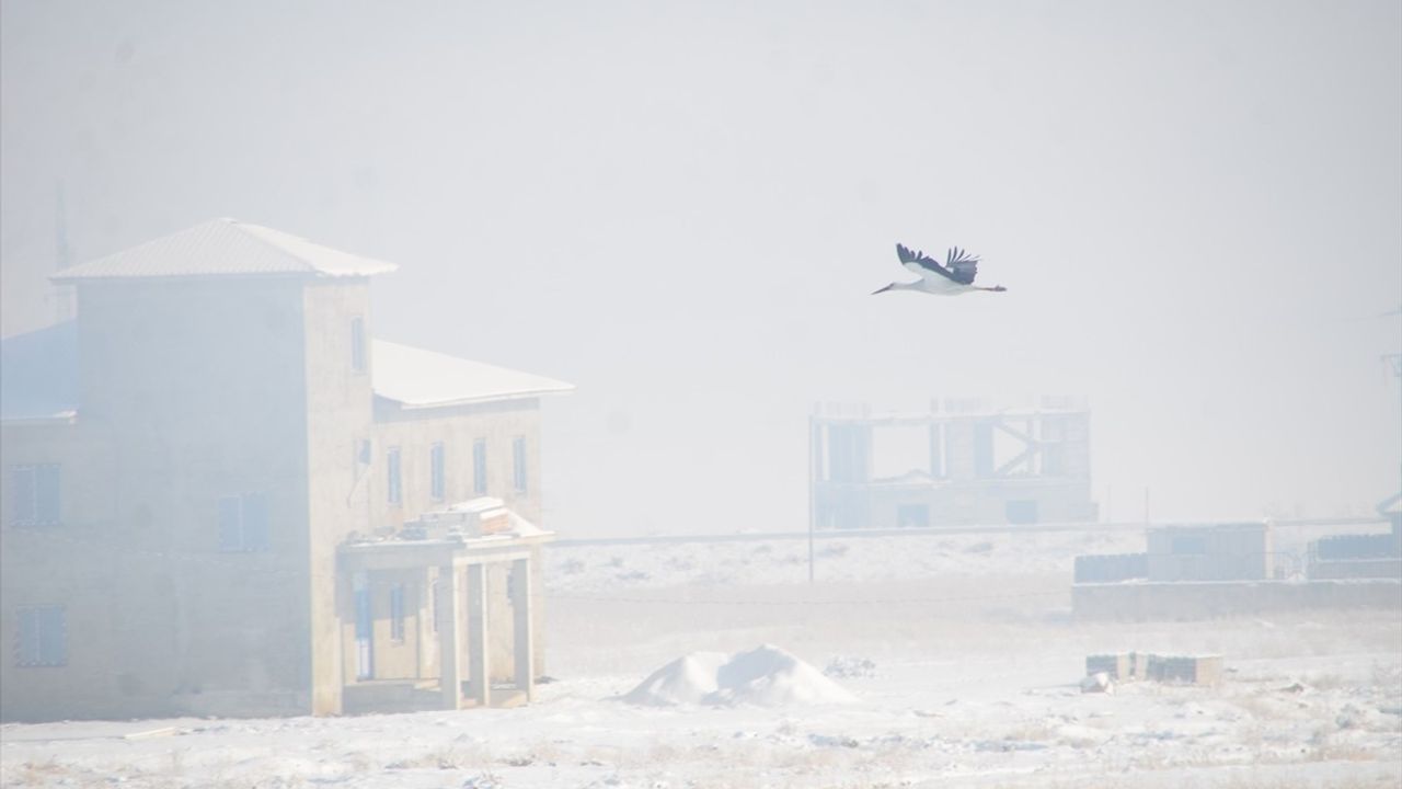 Yüksekova'da Göç Etmeyen Leylekler Karlı Arazide Görüntülendi