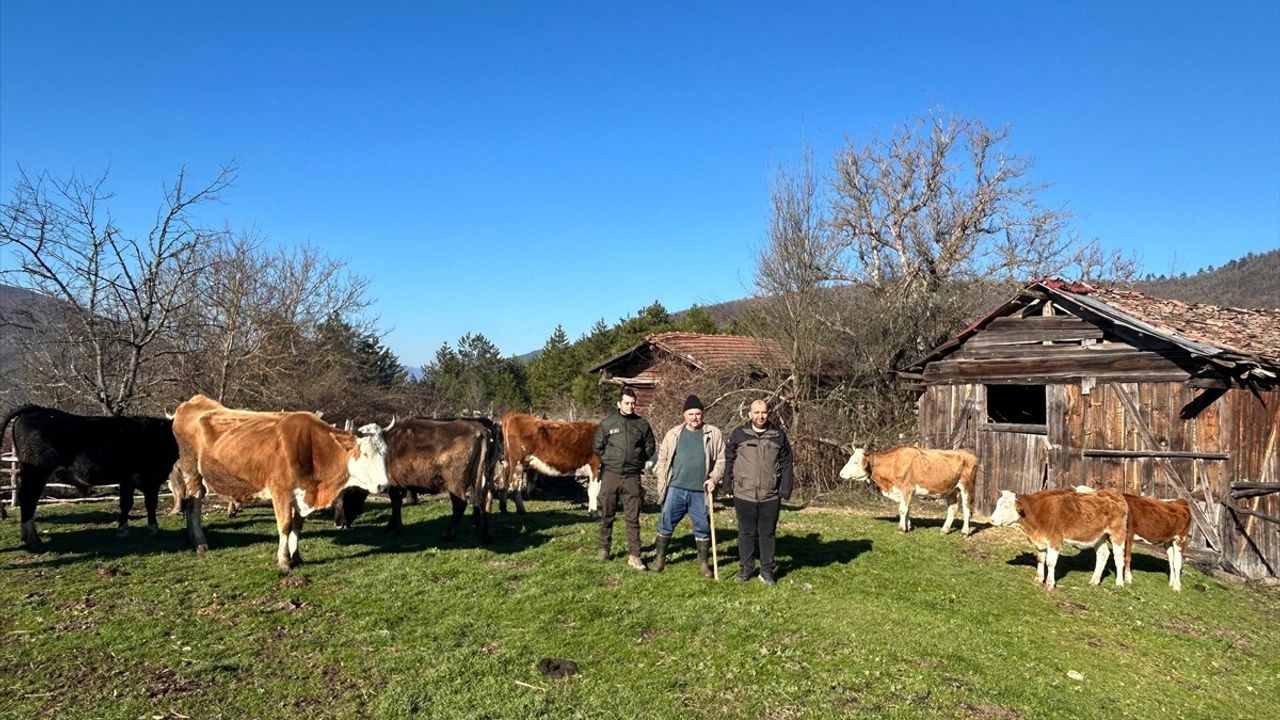 Bolu'da Kayıp Büyükbaş Hayvanlar Dronla Bulundu