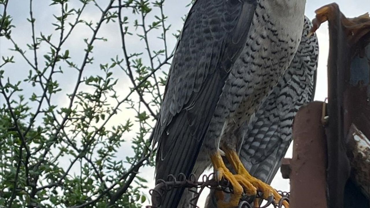 Bolu'da Yaban Hayvanlarına Yardım Eli Uzatıldı