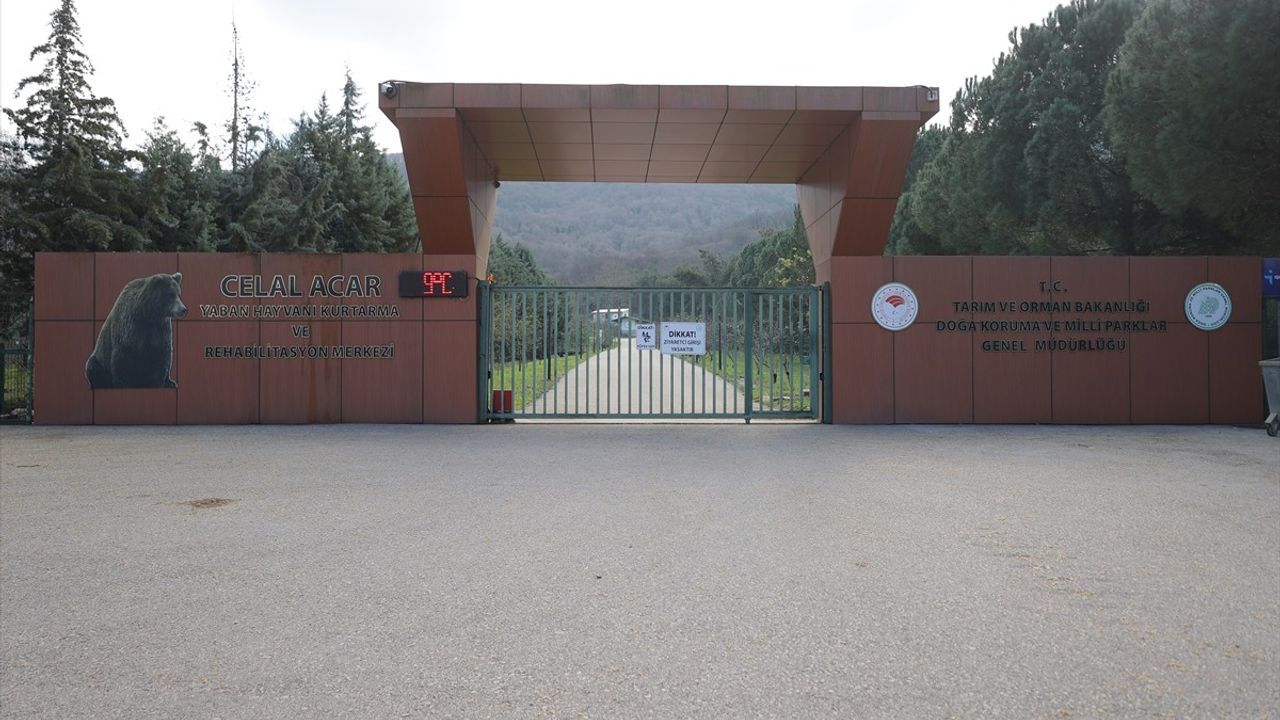 Bursa'daki Barınaktan Kaçan Ayının Yakalanma Çalışmaları Devam Ediyor