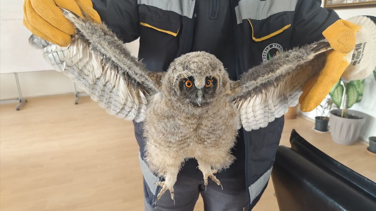 Çorum'da Bulunan Puhu Yavruları Koruma Altına Alındı