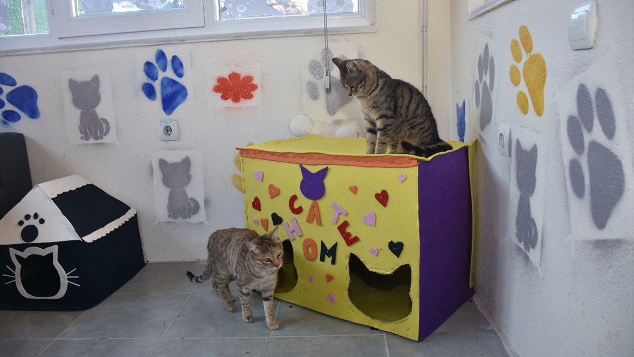 Gümüşhane'deki Yurt Bahçesi, Sokak Kedilerine Sıcak Bir Yuva Oluyor