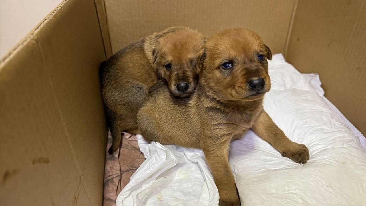 İstanbul'da Sahipsiz Köpek, Ölmek Üzere Olan Yavrusunu Veterinere Getirdi