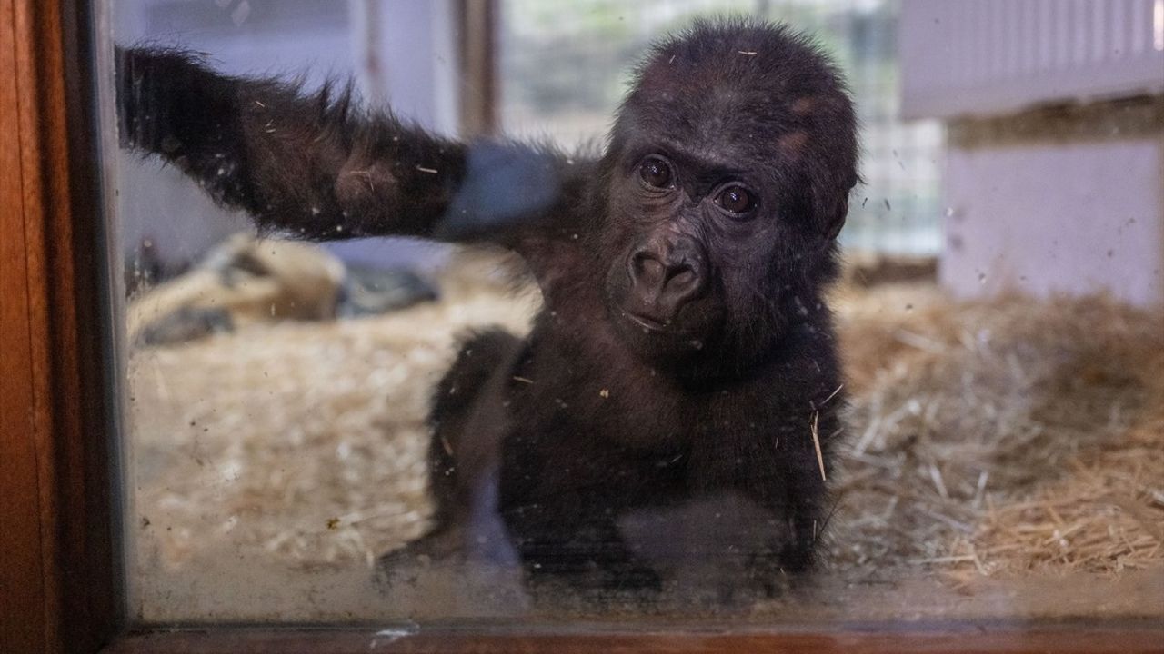 İstanbul Havalimanı'ndaki Goril Yavrusuna 'Zeytin' İsmi Verildi