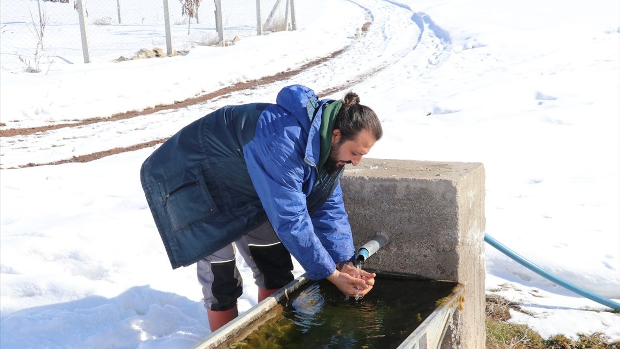 İzmirli Uzman, Hayvancılık İçin Kangal'a Döndü
