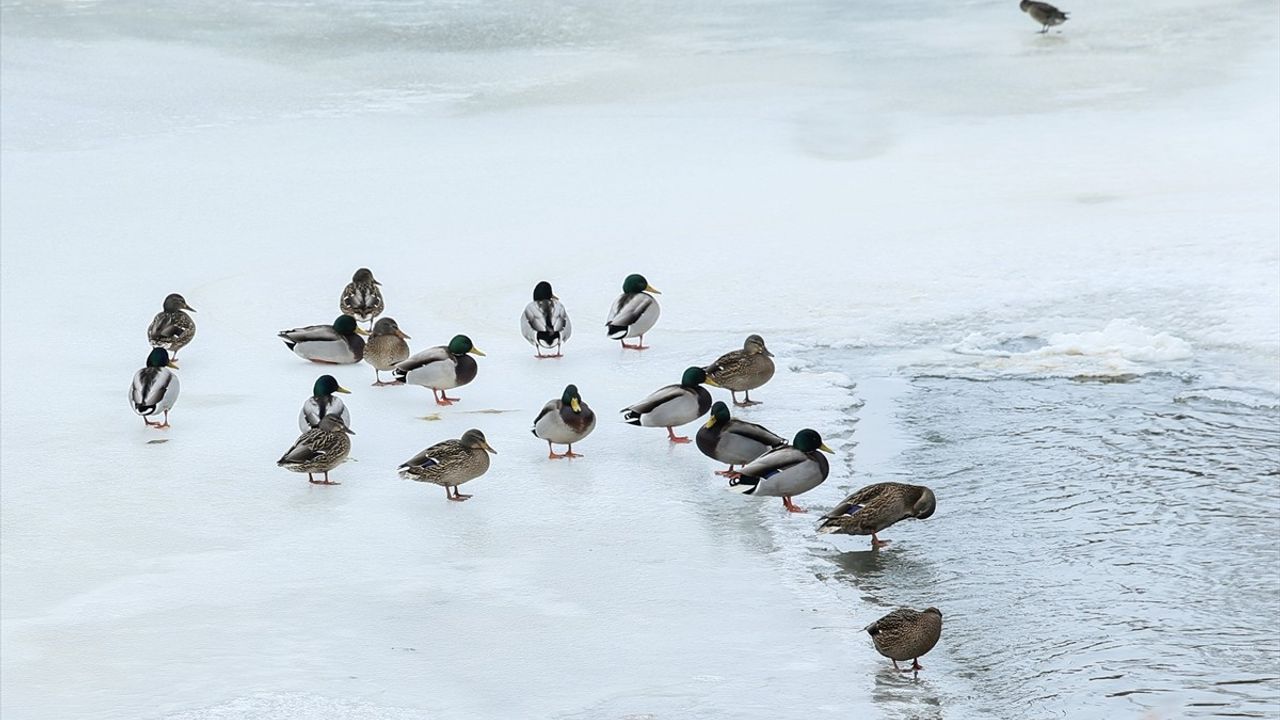 Kars Çayı'nda Yeşilbaş Ördekler Yiyecek Ararken Görüntülendi