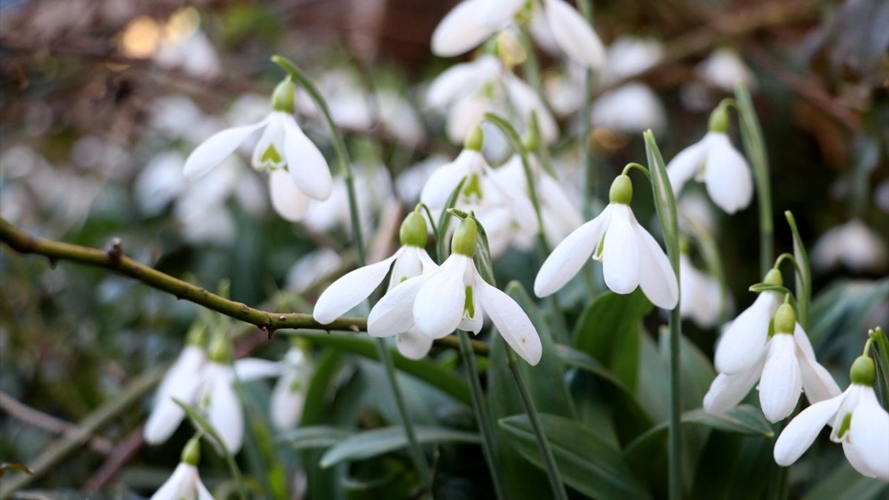 Kastamonu'da Kardelenler Ocak Ayında Erken Çiçek Açtı