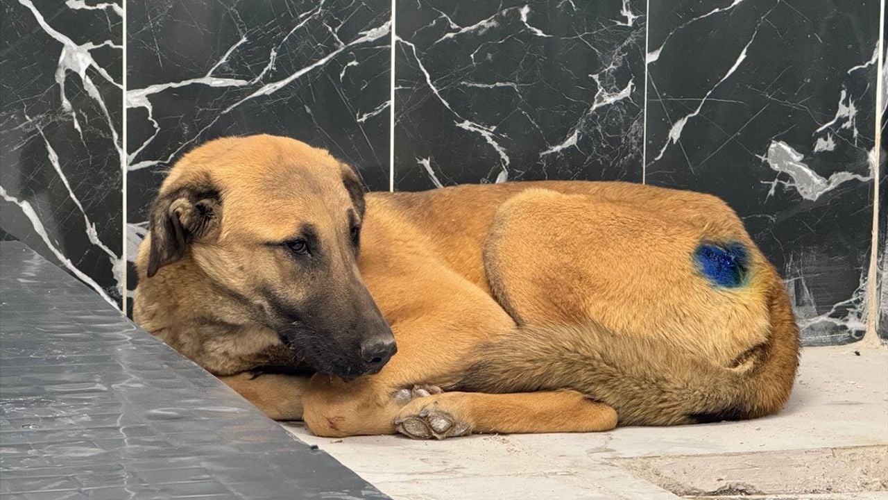 Kayseri'de Yaralı Köpek, Rehabilitasyon Merkezinde Sağlığına Kavuştu