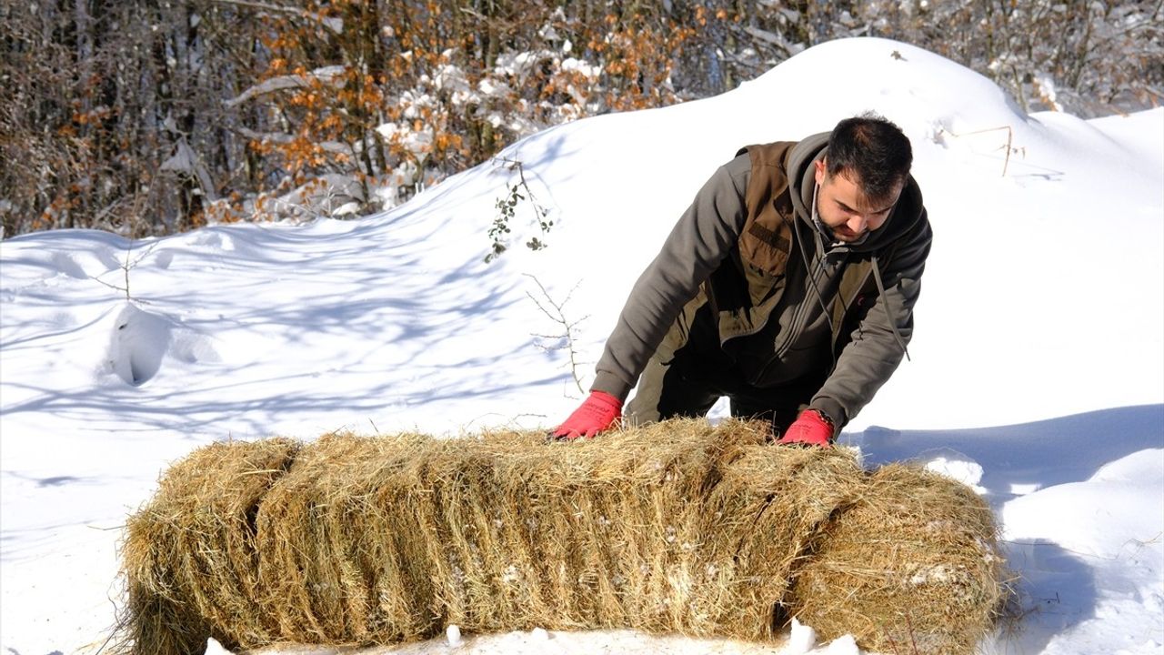 Kırklareli Yıldız Dağları'nda Yaban Hayvanlarına Yiyecek Bırakıldı