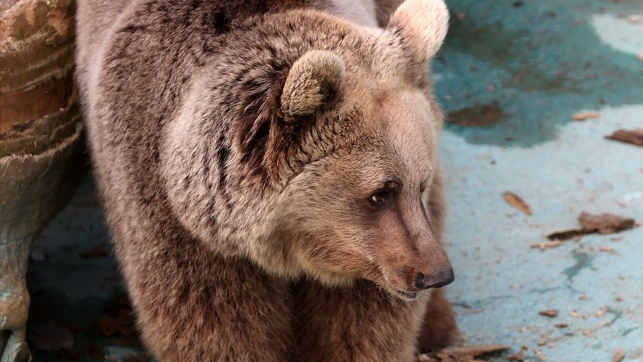 Kış Uykusuna Yatamayan Kardeş Ayılar Huzursuzluk Yaşıyor