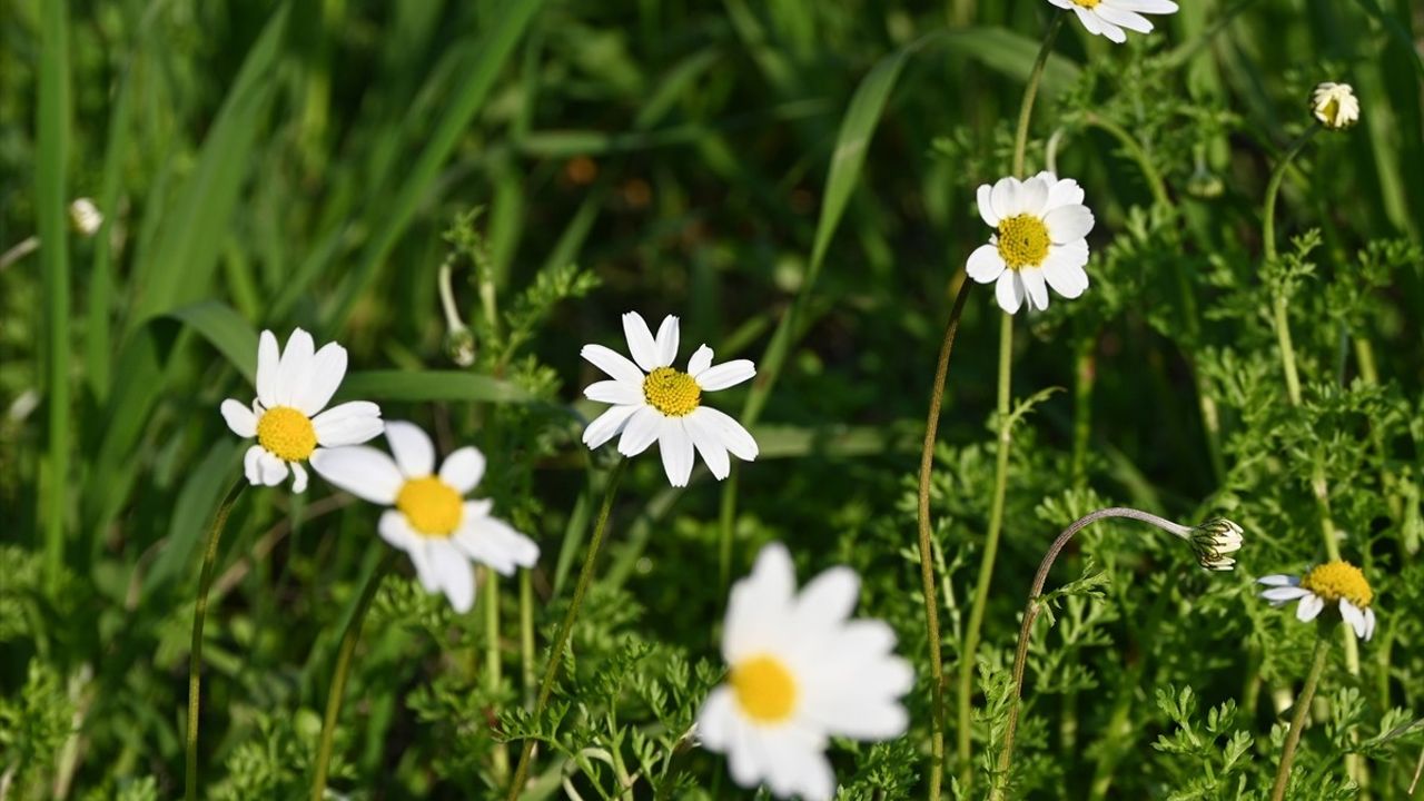 Manisa'nın Turgutlu İlçesinde Erik ve Badem Ağaçları Erken Çiçek Açtı