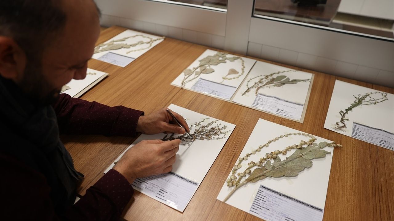 Mardin'deki Herbaryumda 400 Bitki Koruma Altına Alındı
