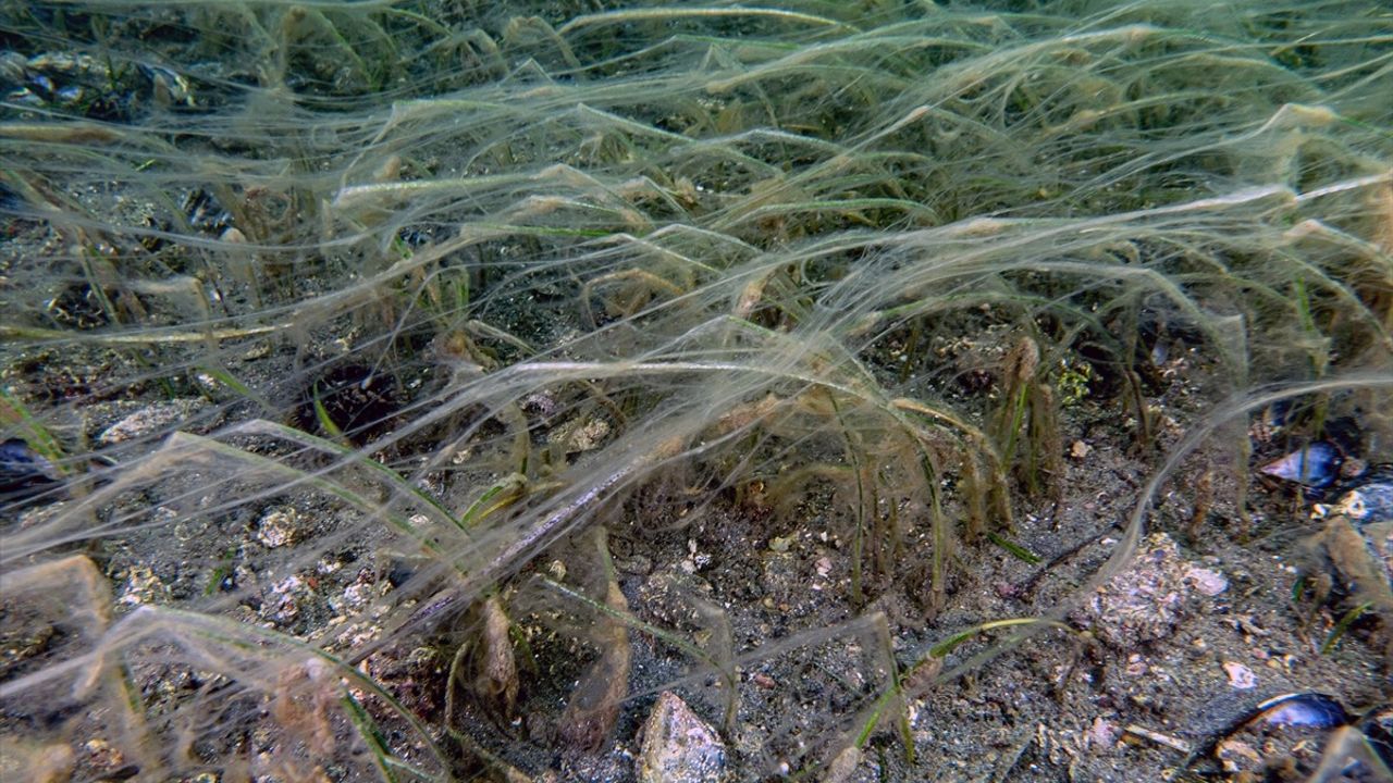 Marmara Denizi'nde Müsilaj Sorunu: Deniz Çayırları ve Pinalar Tehdit Altında